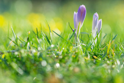 Close-up of purple crocus flowers on field