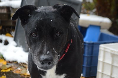 Portrait of black dog