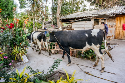 Cows standing in a park