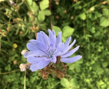 Close-up of purple flowering plant