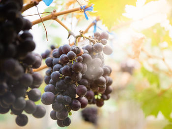 Close-up of grapes growing in vineyard