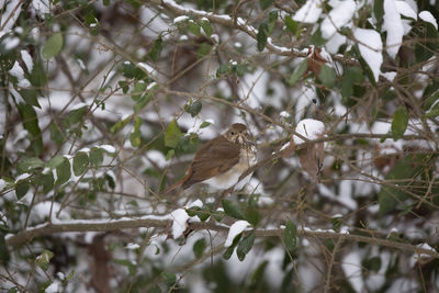 Bird perching on a tree