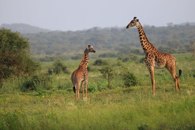 Giraffe standing on field