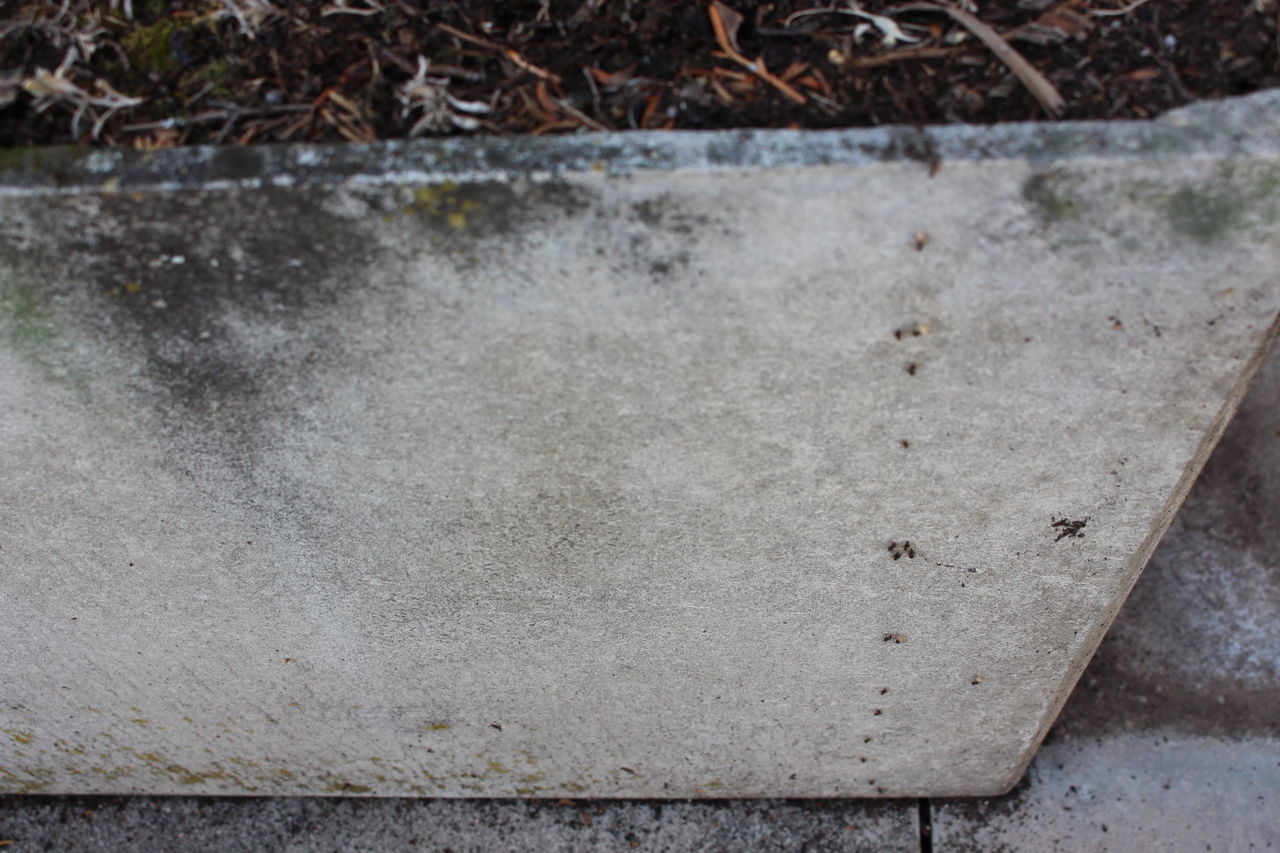 HIGH ANGLE VIEW OF LIZARD ON CONCRETE WALL