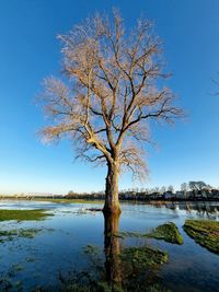 Bare tree by lake against sky