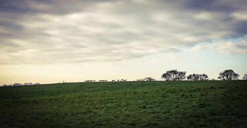 Scenic view of field against sky during sunset