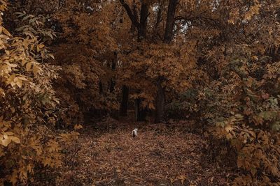 nature