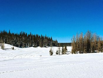 Trees on snow covered landscape against clear blue sky