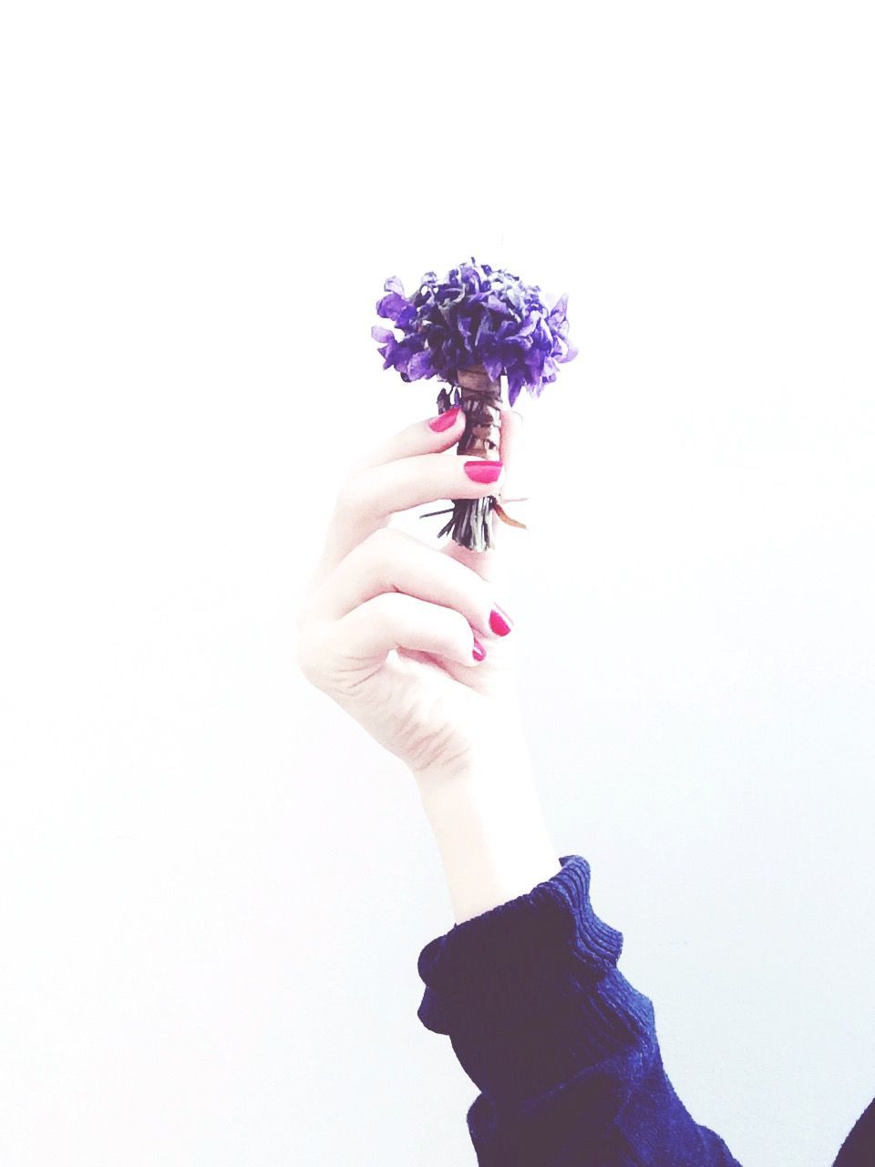 person, holding, white background, studio shot, flower, copy space, lifestyles, part of, leisure activity, cropped, human finger, unrecognizable person, freshness, pink color, close-up, petal