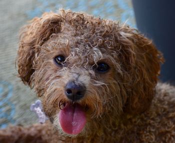 Close-up portrait of dog