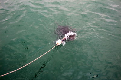 High angle view of man swimming in sea