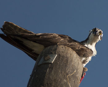 Low angle view of osprey perching on wooden post against clear sky