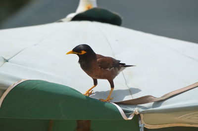 Close-up of bird perching