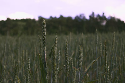 Close-up of crops on field against sky