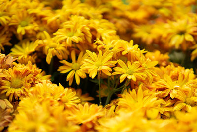 Colorful flowers in various species blooming in the garden.