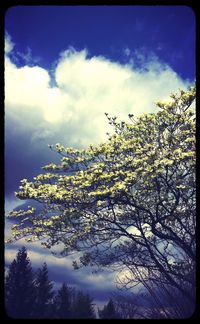 Low angle view of tree against cloudy sky