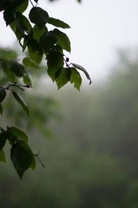 Close-up of plant against blurred background