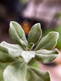 White sage in close up