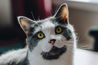 Close-up portrait of cat at home