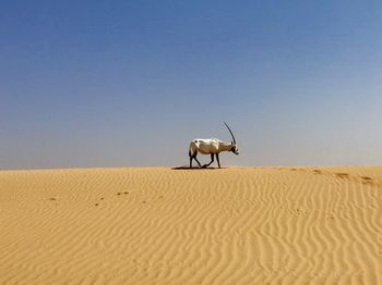 Wild animal on the hunt in the dubai desert. 