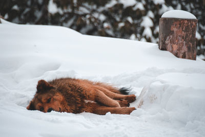 View of a dog on snow covered field