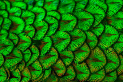 Full frame shot of peacock