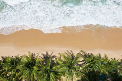 Close-up of palm tree on beach