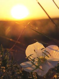 Close-up of butterfly on plant against sky at sunset