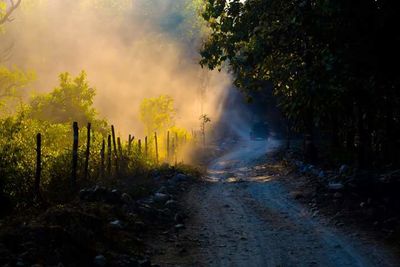 Road passing through forest