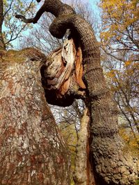 Low angle view of tree trunk in forest