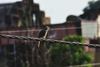 Close-up of bird perching on cable