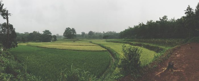 Scenic view of grassy field against sky