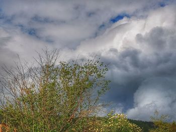 Plants growing on land against sky