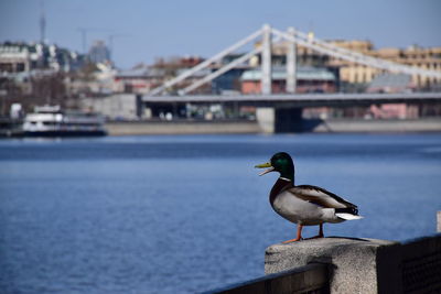 Seagull perching on a bridge