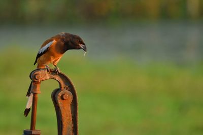 Close-up of bird perching on metal railing