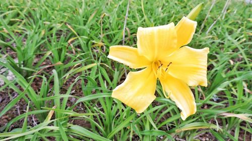 Close-up of yellow flowers blooming on field