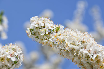 Close-up of white cherry blossom tree