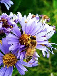 Close-up of bee pollinating on purple flower