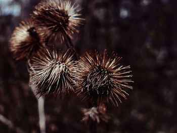 Close-up of thistle flowers