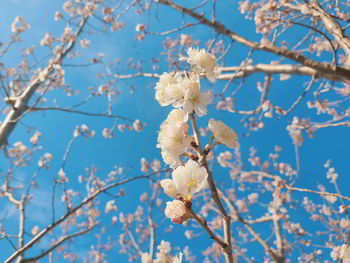 Low angle view of white flowering tree against blue sky
