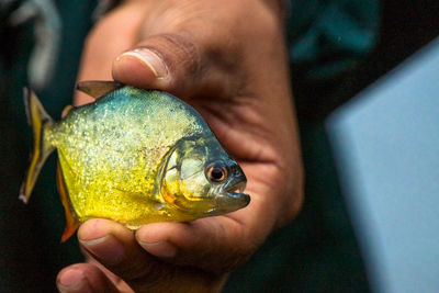 Cropped image of person holding piranha