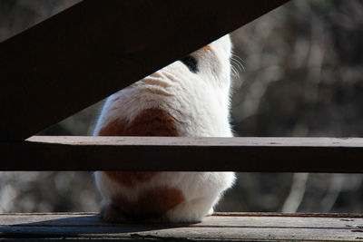 Close-up of a cat