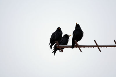 Low angle view of birds perching on cable