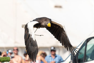 Close up of a stellers sea eagle flying in a falconry demonstration.