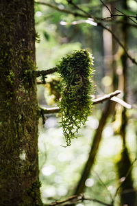 Close-up of lichen on tree