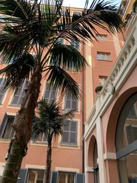 Low angle view of palm trees against building