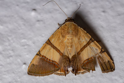 Close-up of butterfly on snow