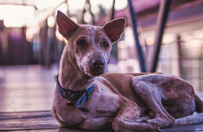 Close-up portrait of dog