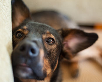 A close-up of a dog with big ears rests its head while looking at the camera