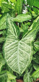 High angle view of green leaves